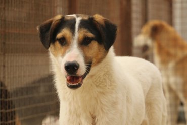 What to Know Before Adopting a Dog for Your Family