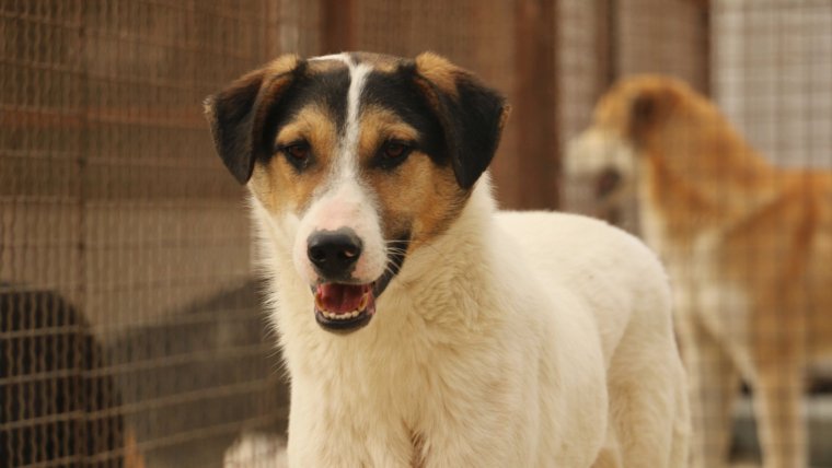 What to Know Before Adopting a Dog for Your Family