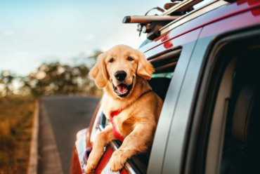 The Pawfect Passenger: What You Need to Know About Driving With Your Dog
