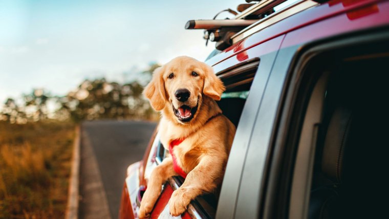 The Pawfect Passenger: What You Need to Know About Driving With Your Dog