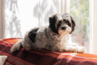 How to Keep Your House Clean When You Have a Dog