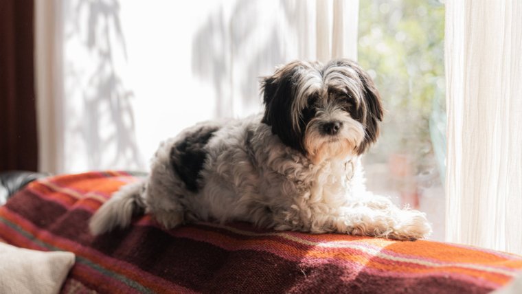 How to Keep Your House Clean When You Have a Dog