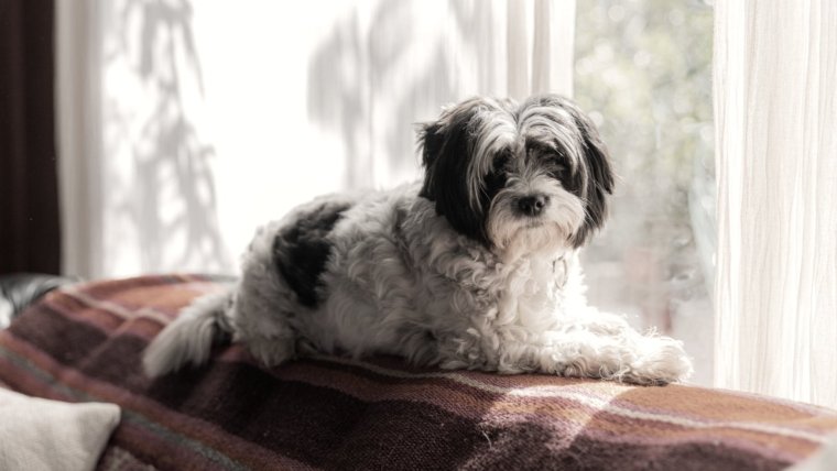 How to Keep Your House Clean When You Have a Dog